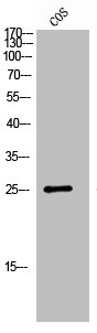 Western Blot analysis of COS7 cells using GPR40 Polyclonal AntibodyRabbit anti-Human FFAR1 Polyclonal Antibody