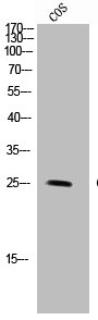 Western Blot analysis of COS-7 cells using GPR40 Polyclonal AntibodyRabbit anti-Human FFAR1 Polyclonal Antibody