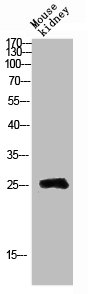 Western blot analysis of Mouse-kidney lysis using GPR40 antibody.Rabbit anti-Human FFAR1 Polyclonal Antibody