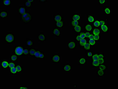 Immunofluorescence staining of K562 cells with SKOR2 Antibody at 1:50, counter-stained with DAPI. The cells were fixed in 4% formaldehyde, permeabilized using 0.2% Triton X-100 and blocked in 10% normal Goat Serum. The cells were then incubated with the antibody overnight at 4°C. The secondary antibody was Alexa Fluor 488-congugated AffiniPure Goat Anti-Rabbit IgG(H+L).Rabbit anti-Human SKOR2 Polyclonal Antibody