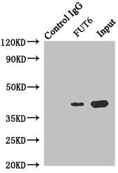 Immunoprecipitating FUT6 in Hela whole cell lysate | Lane 1: Rabbit control IgG instead of (1μg) instead of FUT6 Antibody in Hela whole cell lysate. | For western blotting, a HRP-conjugated anti-rabbit IgG, specific to the non-reduced form of IgG was used as the Secondary antibody (1/50000) | Lane 2: FUT6 Antibody (4μg) + Hela whole cell lysate (500μg) | Lane 3: Hela whole cell lysate (20μg)Rabbit anti-Human FUT6 Polyclonal Antibody