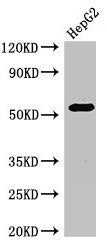 Western Blot  | Positive WB detected in: HepG2 whole cell lysate  | All lanes: GABRB3 antibody at 2.7µg/ml  | Secondary  | Goat polyclonal to rabbit IgG at 1/50000 dilution  | Predicted band size: 55, 47, 46 kDa  | Observed band size: 55 kDaRabbit anti-Human GABRB3 Polyclonal Antibody