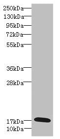 Western blot | All lanes: GADD45G antibody IgG at 5.39μg/ml + Rat heart tissue | Secondary | Goat polyclonal to rabbit IgG at 1/10000 dilution | Predicted band size: 17 kDa | Observed band size: 17 kDaRabbit anti-Human GADD45G Polyclonal Antibody