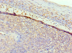 Immunohistochemistry of paraffin-embedded human tonsil tissue using the antibody at dilution of 1:100Rabbit anti-Human GAL Polyclonal Antibody