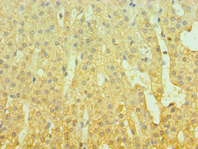 Immunohistochemistry of paraffin-embedded human adrenal gland tissue using GAL Antibody at dilution of 1:100Rabbit anti-Human GAL Polyclonal Antibody