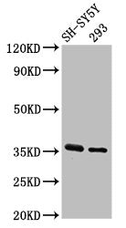 Western Blot  | Positive WB detected in: SH-SY5Y whole cell lysate, 293 whole cell lysate  | All lanes: GAS1 antibody at 3.2µg/ml  | Secondary  | Goat polyclonal to rabbit IgG at 1/50000 dilution  | Predicted band size: 36 kDa  | Observed band size: 36 kDaRabbit anti-Human GAS1 Polyclonal Antibody