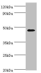 Western blot  | All lanes: GATA3 antibody at 6µg/ml + MCF-7 whole cell lysate  | Secondary  | Goat polyclonal to rabbit IgG at 1/10000 dilution  | Predicted band size: 48, 49 kDa  | Observed band size: 48 kDaRabbit anti-Human GATA3 Polyclonal Antibody