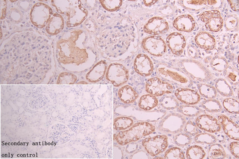 Immunohistochemistry of paraffin-embedded human kidney tissue using GATM Antibody at dilution of 1:100