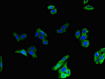 Immunofluorescent analysis of HepG2 cells using GCGR Antibody at dilution of 1:100 and Alexa Fluor 488-congugated AffiniPure Goat Anti-Rabbit IgG(H+L)Rabbit anti-Human GCGR Polyclonal Antibody