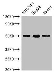 Western Blot  | Positive WB detected in: NIH/3T3 whole cell lysate, HepG2 whole cell lysate, Rat heart tissue  | All lanes: GCM2 antibody at 2µg/ml  | Secondary  | Goat polyclonal to rabbit IgG at 1/50000 dilution  | Predicted band size: 57 kDa  | Observed band size: 50 kDaRabbit anti-Human GCM2 Polyclonal Antibody