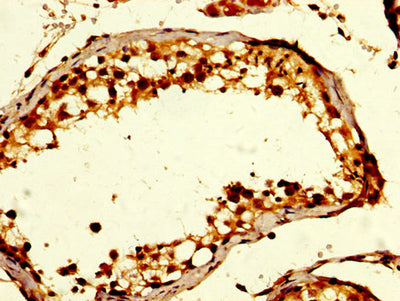 IHC image of GDF10 Antibody diluted at 1:200 and staining in paraffin-embedded human testis tissue performed on a Leica BondTM system. After dewaxing and hydration, antigen retrieval was mediated by high pressure in a citrate buffer (pH 6.0). Section was blocked with 10% normal goat serum 30min at RT. Then primary antibody (1% BSA) was incubated at 4°C overnight. The primary is detected by a biotinylated secondary antibody and visualized using an HRP conjugated SP system.Rabbit anti-Human GDF10 Polyclonal Antibody