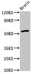 Western Blot | Positive WB detected in: Rat brain tissue | All lanes: GDF10 antibody at 4.5μg/ml | Secondary | Goat polyclonal to rabbit IgG at 1/50000 dilution | Predicted band size: 54 kDa | Observed band size: 54 kDaRabbit anti-Human GDF10 Polyclonal Antibody