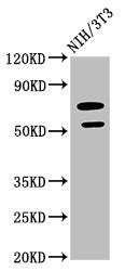 Western Blot | Positive WB detected in: NIH/3T3 whole cell lysate | All lanes: GDF5 antibody at 2.64μg/ml | Secondary | Goat polyclonal to rabbit IgG at 1/50000 dilution | Predicted band size: 56 kDa | Observed band size: 56 kDaRabbit anti-Human GDF5 Polyclonal Antibody