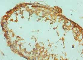 Immunohistochemistry of paraffin-embedded human testis tissue using GFER Antibody at dilution of 1:100Rabbit anti-Human GFER Polyclonal Antibody