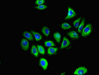 Immunofluorescent analysis of A549 cells using GFRA1 Antibody at dilution of 1:100 and Alexa Fluor 488-congugated AffiniPure Goat Anti-Rabbit IgG(H+L)Rabbit anti-Human GFRA1 Polyclonal Antibody