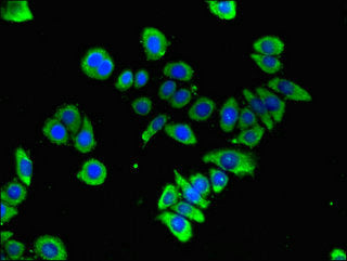 Immunofluorescent analysis of PC-3 cells using GFRA3 Antibody at dilution of 1:100 and Alexa Fluor 488-congugated AffiniPure Goat Anti-Rabbit IgG(H+L)Rabbit anti-Human GFRA3 Polyclonal Antibody