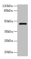 Western blot  | All lanes: CBLIF antibody at 2µg/ml + Mouse stomach tissue  | Secondary  | Goat polyclonal to rabbit IgG at 1/10000 dilution  | Predicted band size: 46, 43 kDa  | Observed band size: 46 kDa