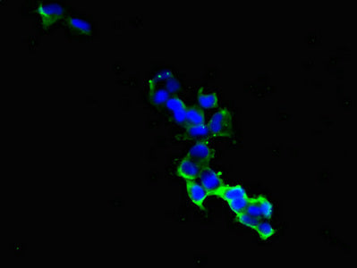 Immunofluorescent analysis of 293 cells using GIPR Antibody at dilution of 1:100 and Alexa Fluor 488-congugated AffiniPure Goat Anti-Rabbit IgG(H+L)Rabbit anti-Human GIPR Polyclonal Antibody