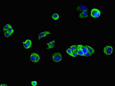 Immunofluorescent analysis of MCF-7 cells using GJB2 Antibody at dilution of 1:100 and Alexa Fluor 488-congugated AffiniPure Goat Anti-Rabbit IgG(H+L)Rabbit anti-Human GJB2 Polyclonal Antibody
