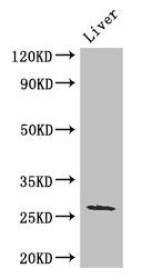 Western Blot | Positive WB detected in: Mouse liver tissue | All lanes: GJB2 antibody at 3μg/ml | Secondary | Goat polyclonal to rabbit IgG at 1/50000 dilution | Predicted band size: 27 kDa | Observed band size: 27 kDaRabbit anti-Human GJB2 Polyclonal Antibody