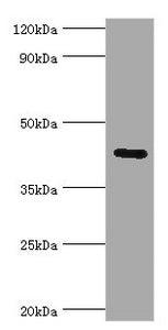 Western blot | All lanes: Gap junction gamma-1 protein antibody at 6μg/ml + 293T whole cell lysate | Secondary | Goat polyclonal to rabbit IgG at 1/10000 dilution | Predicted band size: 45 kDa | Observed band size: 45 kDaRabbit anti-Human GJC1 Polyclonal Antibody