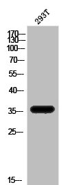 Western Blot analysis of 293T cells using ApoE Polyclonal AntibodyRabbit anti-Human APOE Polyclonal Antibody