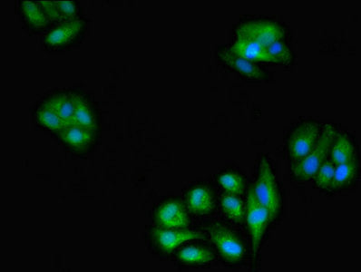 Immunofluorescent analysis of HepG2 cells using GLRX Antibody at dilution of 1:100 and Alexa Fluor 488-congugated AffiniPure Goat Anti-Rabbit IgG(H+L)Rabbit anti-Human GLRX Polyclonal Antibody