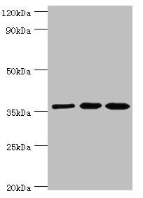Western blot | All lanes: Glutaredoxin-3 antibody at 10μg/ml | Lane 1: Rat brain tissue | Lane 2: HepG2 whole cell lysate | Lane 3: Hela whole cell lysate | Secondary | Goat polyclonal to rabbit IgG at 1/10000 dilution | Predicted band size: 37 kDa | Observed band size: 37 kDaRabbit anti-Human GLRX3 Polyclonal Antibody