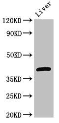 Western Blot | Positive WB detected in: Mouse liver tissue | All lanes: GNAT1 antibody at 3μg/ml | Secondary | Goat polyclonal to rabbit IgG at 1/50000 dilution | Predicted band size: 41 kDa | Observed band size: 41 kDaRabbit anti-Human GNAT1 Polyclonal Antibody