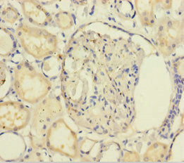 Immunohistochemistry of paraffin-embedded human kidney tissue using the antibody at dilution of 1:100Rabbit anti-Human GNB5 Polyclonal Antibody