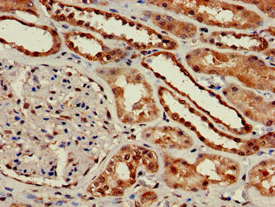 Immunohistochemistry of paraffin-embedded human kidney tissue using GNG10 Antibody at dilution of 1:100Rabbit anti-Human GNG10 Polyclonal Antibody