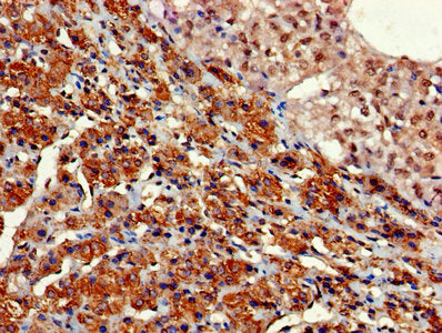Immunohistochemistry of paraffin-embedded human adrenal gland tissue using GNG11 Antibody at dilution of 1:100Rabbit anti-Human GNG11 Polyclonal Antibody