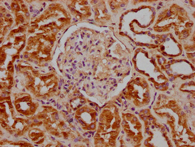 IHC image of the antibody diluted at 1:100 and staining in paraffin-embedded human kidney tissue performed on a Leica BondTM system. After dewaxing and hydration, antigen retrieval was mediated by high pressure in a citrate buffer (pH 6.0). Section was blocked with 10% normal goat serum 30min at RT. Then primary antibody (1% BSA) was incubated at 4°C overnight. The primary is detected by a biotinylated secondary antibody and visualized using an HRP conjugated SP system.Rabbit anti-Human GNG2 Polyclonal Antibody