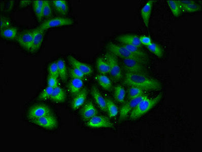 Immunofluorescent analysis of HepG2 cells using GNG4 Antibody at dilution of 1:100 and Alexa Fluor 488-congugated AffiniPure Goat Anti-Rabbit IgG(H+L)Rabbit anti-Human GNG4 Polyclonal Antibody