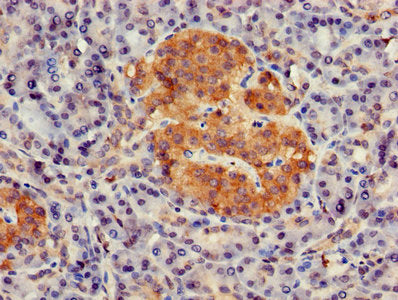 Immunohistochemistry of paraffin-embedded human pancreatic tissue using the antibody at dilution of 1:100Rabbit anti-Human GNG4 Polyclonal Antibody