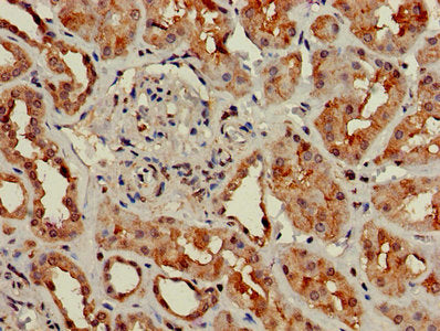 Immunohistochemistry of paraffin-embedded human kidney tissue using GNG4 Antibody at dilution of 1:100Rabbit anti-Human GNG4 Polyclonal Antibody