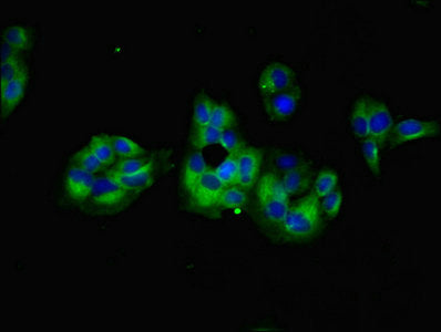 Immunofluorescent analysis of PC-3 cells using GNG5 Antibody at dilution of 1:100 and Alexa Fluor 488-congugated AffiniPure Goat Anti-Rabbit IgG(H+L)Rabbit anti-Human GNG5 Polyclonal Antibody