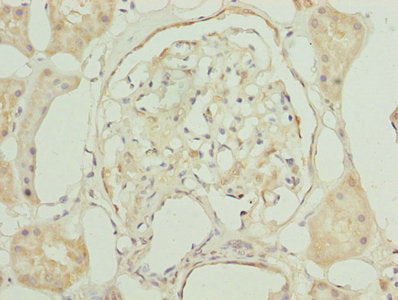 Immunohistochemistry of paraffin-embedded human kidney tissue using GNG5 Antibody at dilution of 1:100Rabbit anti-Human GNG5 Polyclonal Antibody