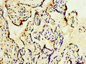 Immunohistochemistry of paraffin-embedded human placenta tissue using GOSR1 Antibody at dilution of 1:100Rabbit anti-Human GOSR1 Polyclonal Antibody
