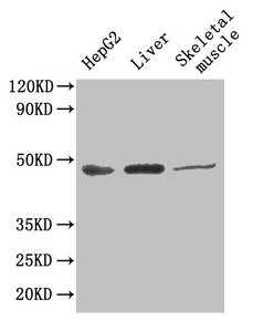Western Blot  | Positive WB detected in: HepG2 whole cell lysate, Mouse liver tissue, Mouse skeletal muscle tissue  | All lanes: GOT1 antibody at 4.5µg/ml  | Secondary  | Goat polyclonal to rabbit IgG at 1/50000 dilution  | Predicted band size: 47, 45 kDa  | Observed band size: 47 kDaRabbit anti-Human GOT1 Polyclonal Antibody