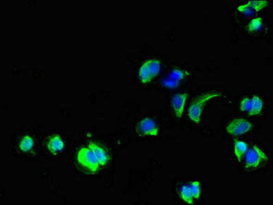 Immunofluorescent analysis of MCF-7 cells using GPC1 Antibody at dilution of 1:100 and Alexa Fluor 488-congugated AffiniPure Goat Anti-Rabbit IgG(H+L)Rabbit anti-Human GPC1 Polyclonal Antibody