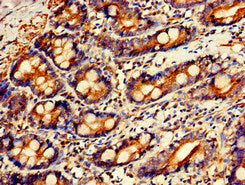 Immunohistochemistry of paraffin-embedded human small intestine tissue using the antibody at dilution of 1:100Rabbit anti-Human GPC1 Polyclonal Antibody