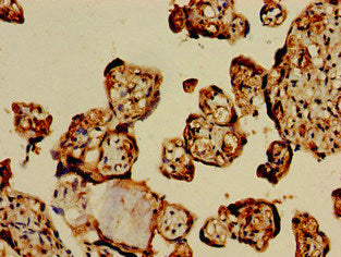 Immunohistochemistry of paraffin-embedded human placenta tissue using GPC1 Antibody at dilution of 1:100Rabbit anti-Human GPC1 Polyclonal Antibody