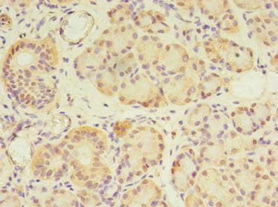 Immunohistochemistry of paraffin-embedded human pancreatic tissue using GPC4 Antibody at dilution of 1:100Rabbit anti-Human GPC4 Polyclonal Antibody
