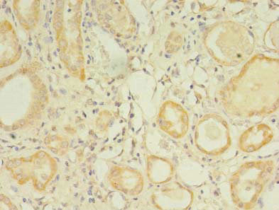 Immunohistochemistry of paraffin-embedded human kidney tissue using GPC4 Antibody at dilution of 1:100Rabbit anti-Human GPC4 Polyclonal Antibody