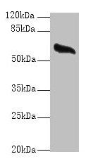 Western blot  | All lanes: GPC4 antibody at 8µg/ml + Mouse brain tissue  | Secondary  | Goat polyclonal to rabbit IgG at 1/10000 dilution  | Predicted band size: 63, 55 kDa  | Observed band size: 63 kDaRabbit anti-Human GPC4 Polyclonal Antibody