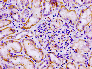 IHC image of GPR12 Antibody diluted at 1:100 and staining in paraffin-embedded human kidney tissue performed on a Leica BondTM system. After dewaxing and hydration, antigen retrieval was mediated by high pressure in a citrate buffer (pH 6.0). Section was blocked with 10% normal goat serum 30min at RT. Then primary antibody (1% BSA) was incubated at 4°C overnight. The primary is detected by a biotinylated secondary antibody and visualized using an HRP conjugated SP system.Rabbit anti-Human GPR12 Polyclonal Antibody