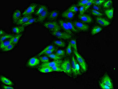 Immunofluorescent analysis of HepG2 cells using GPR183 Antibody at dilution of 1:100 and Alexa Fluor 488-congugated AffiniPure Goat Anti-Rabbit IgG(H+L)Rabbit anti-Human GPR183 Polyclonal Antibody