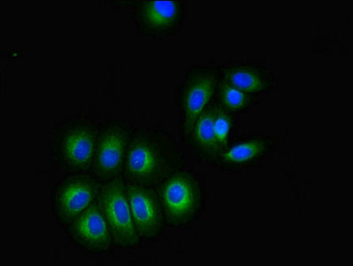 Immunofluorescent analysis of A549 cells using GPR3 Antibody at dilution of 1:100 and Alexa Fluor 488-congugated AffiniPure Goat Anti-Rabbit IgG(H+L)Rabbit anti-Human GPR3 Polyclonal Antibody