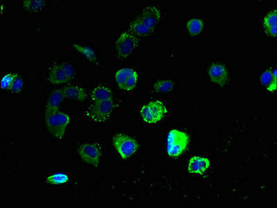 Immunofluorescent analysis of MCF-7 cells using GPR3 Antibody at dilution of 1:100 and Alexa Fluor 488-congugated AffiniPure Goat Anti-Rabbit IgG(H+L)Rabbit anti-Human GPR3 Polyclonal Antibody